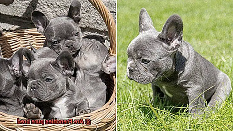 Are Frenchies pure bred-4
