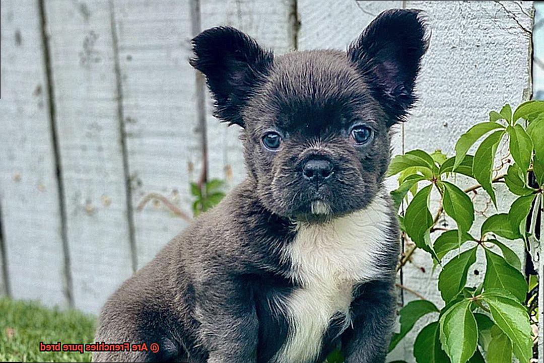 Are Frenchies pure bred-2