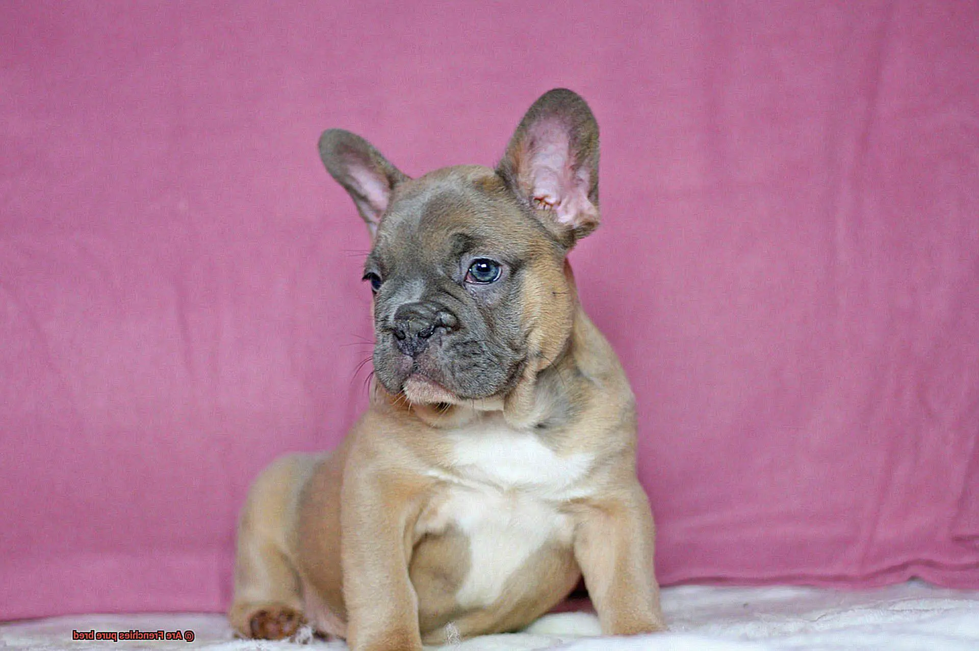Are Frenchies pure bred-3
