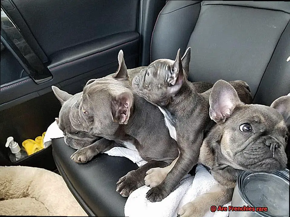 Are Frenchies rare-3