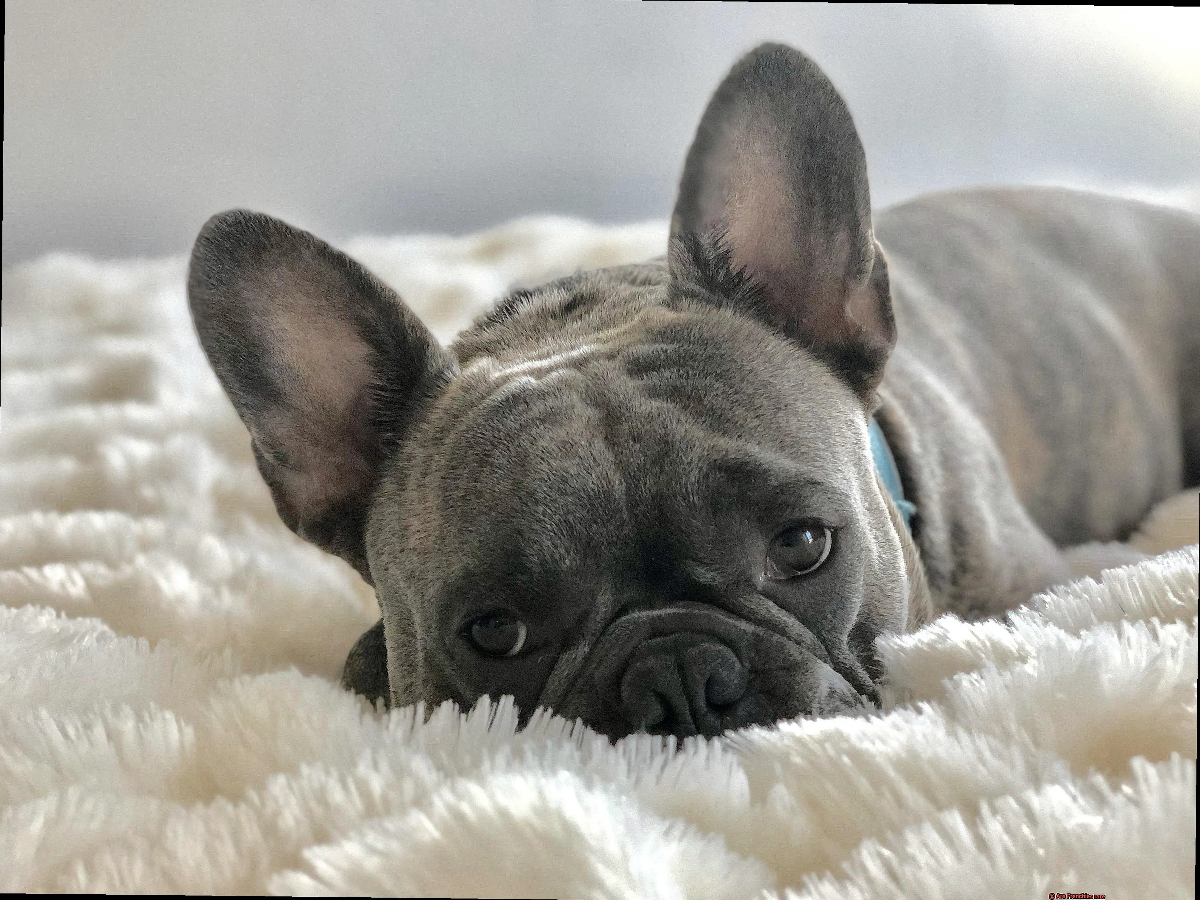 Are Frenchies rare-4