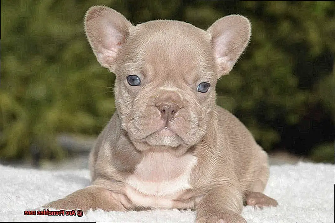 Are Frenchies rare-2