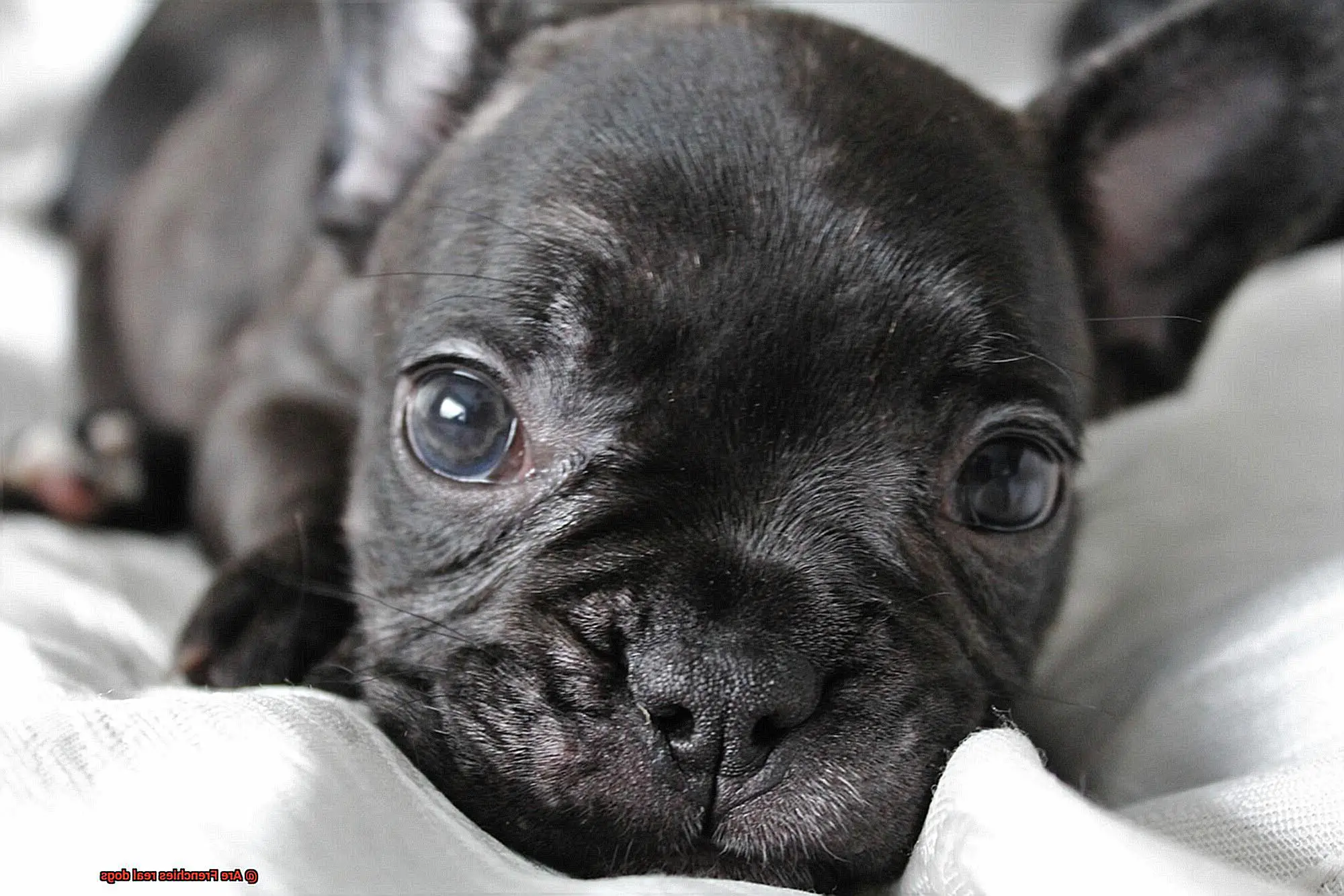Are Frenchies real dogs-2