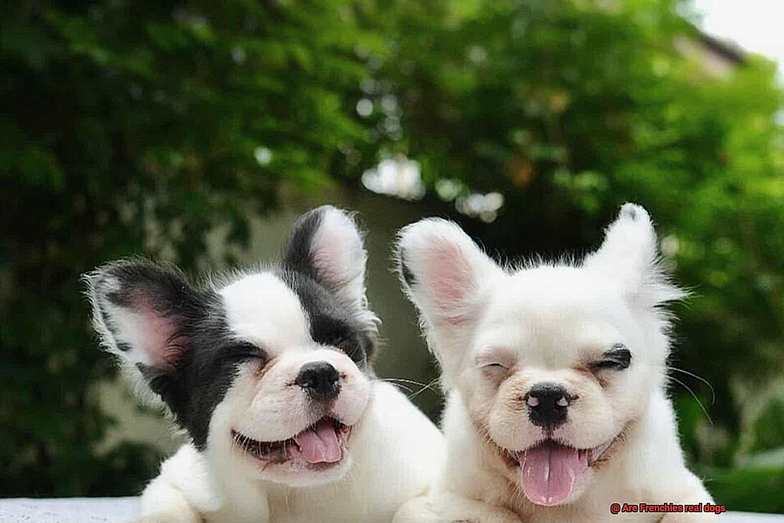 Are Frenchies real dogs-4