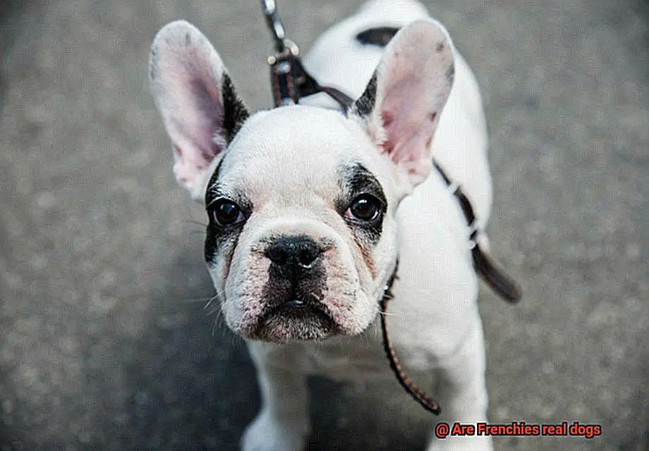 Are Frenchies real dogs-3