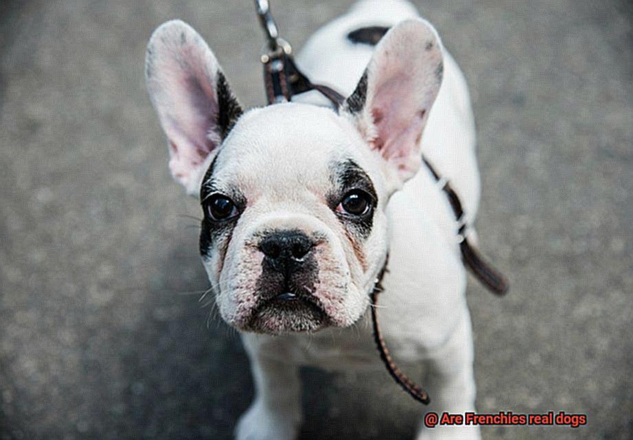 Are Frenchies real dogs-3