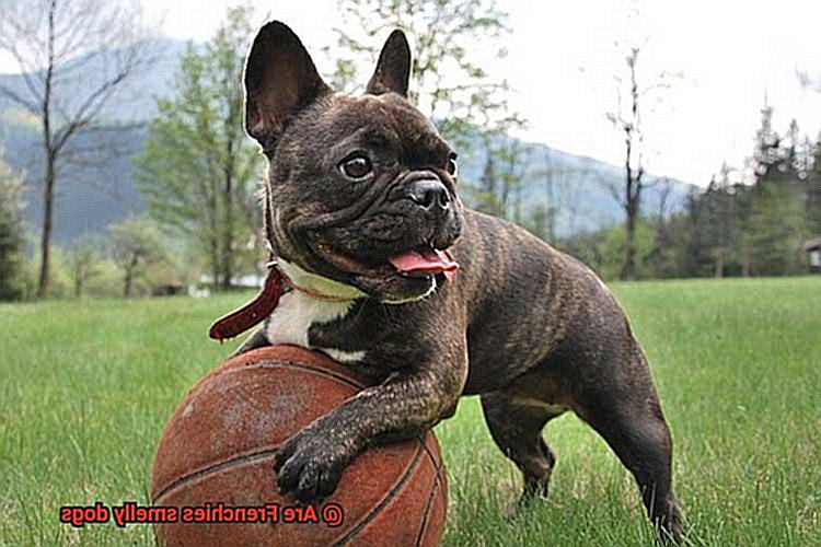 Are Frenchies smelly dogs-2