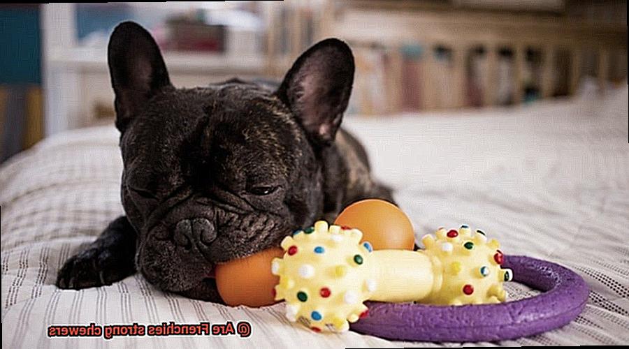 Are Frenchies strong chewers-3