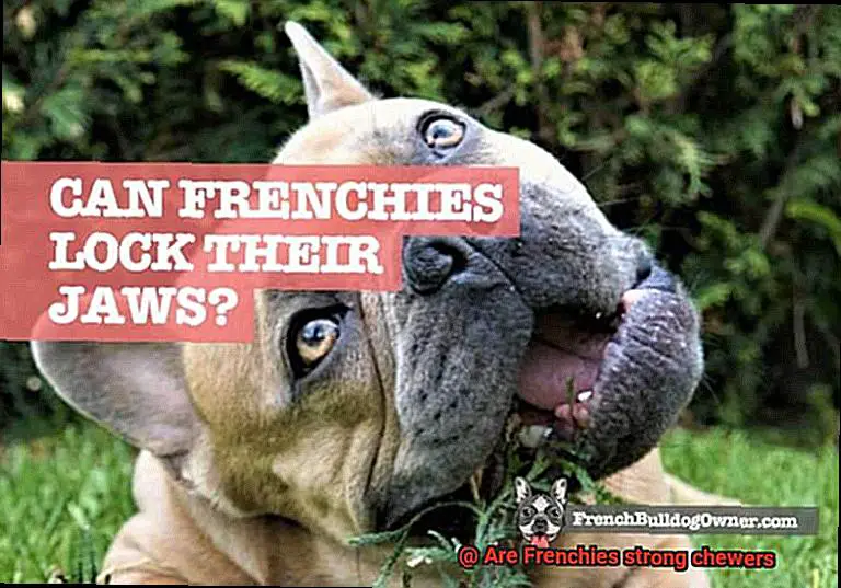 Are Frenchies strong chewers-4