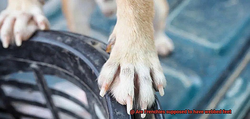 Are Frenchies supposed to have webbed feet-2
