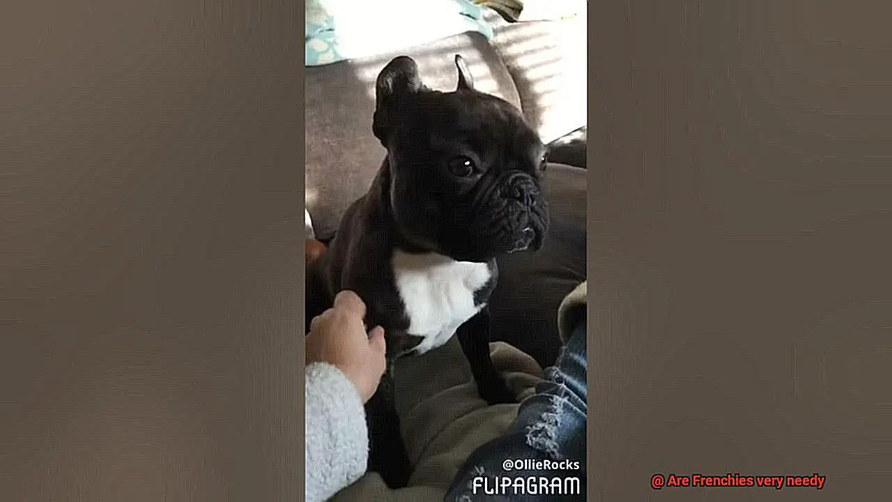 Are Frenchies very needy-4