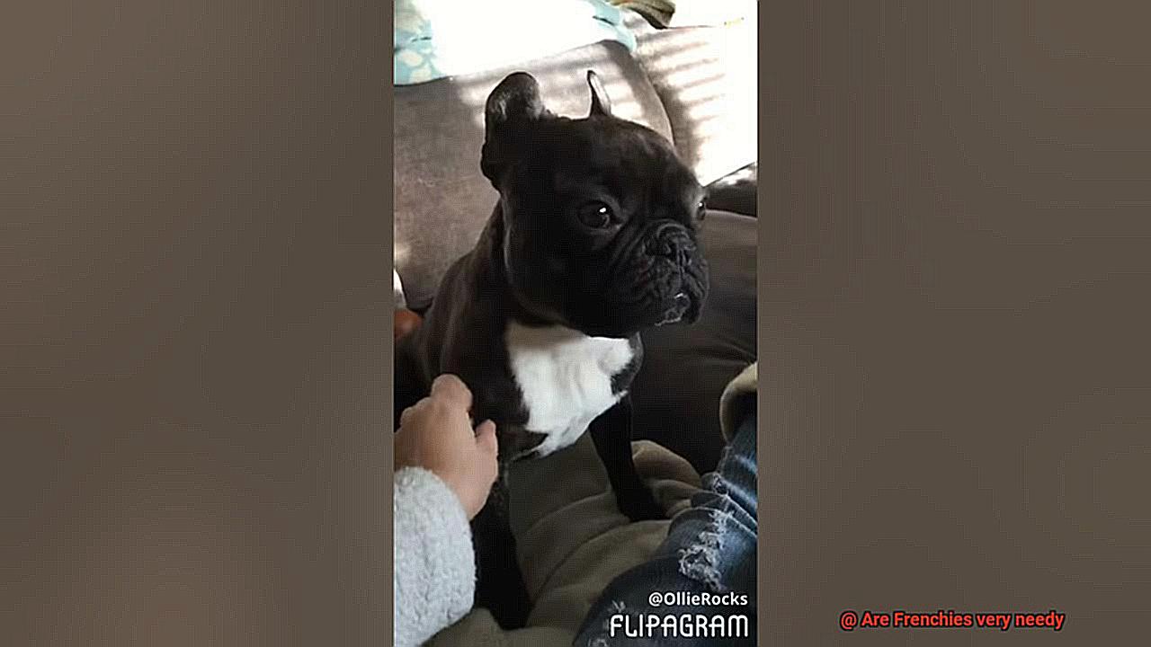 Are Frenchies very needy-4