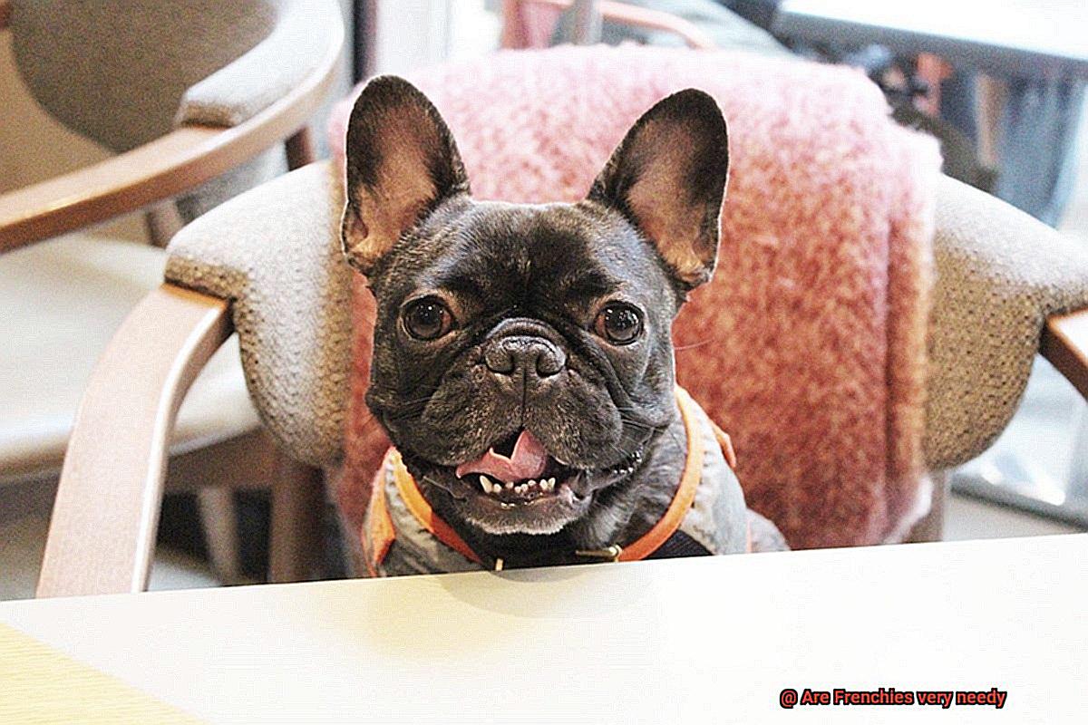 Are Frenchies very needy-2