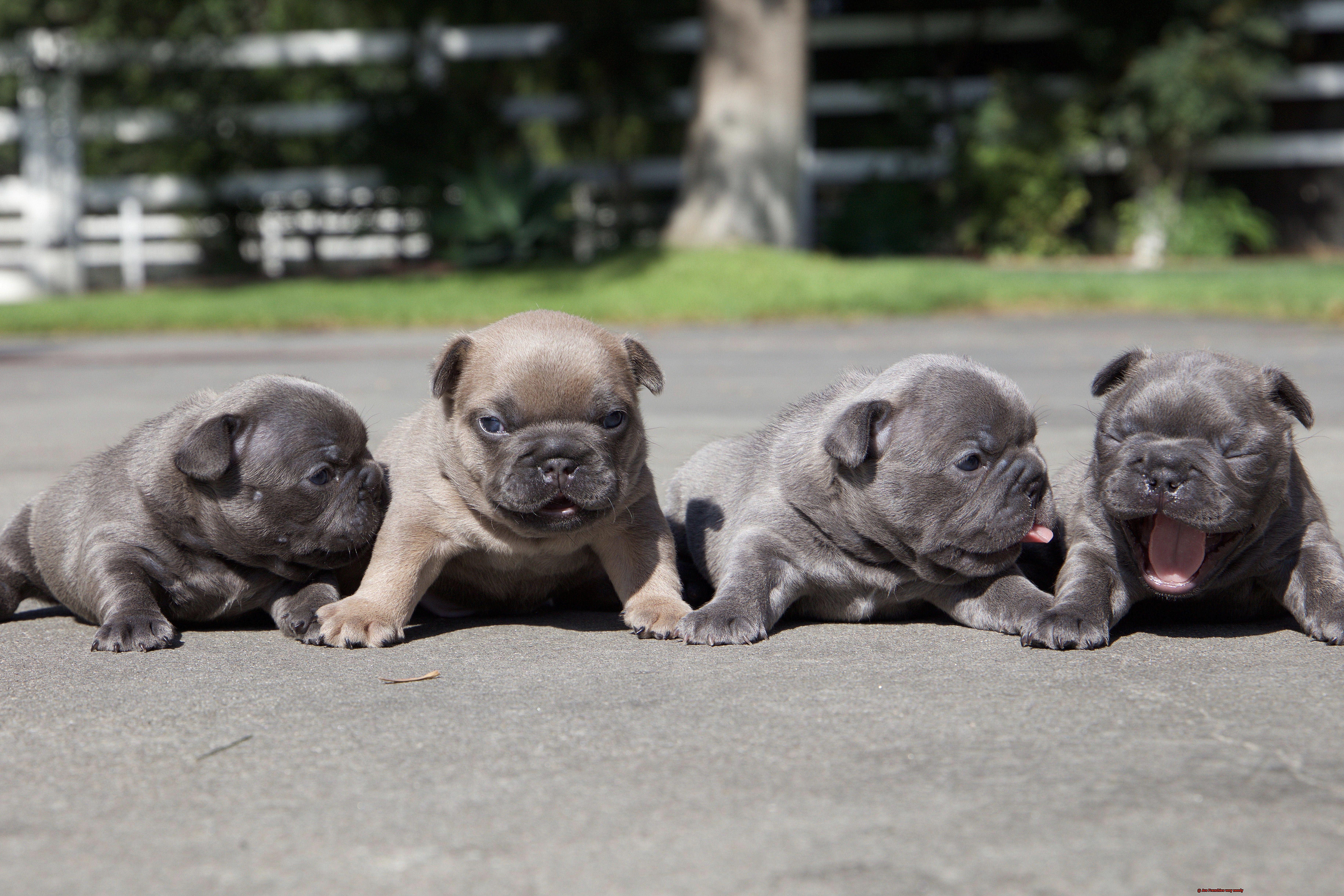 Are Frenchies very needy-3