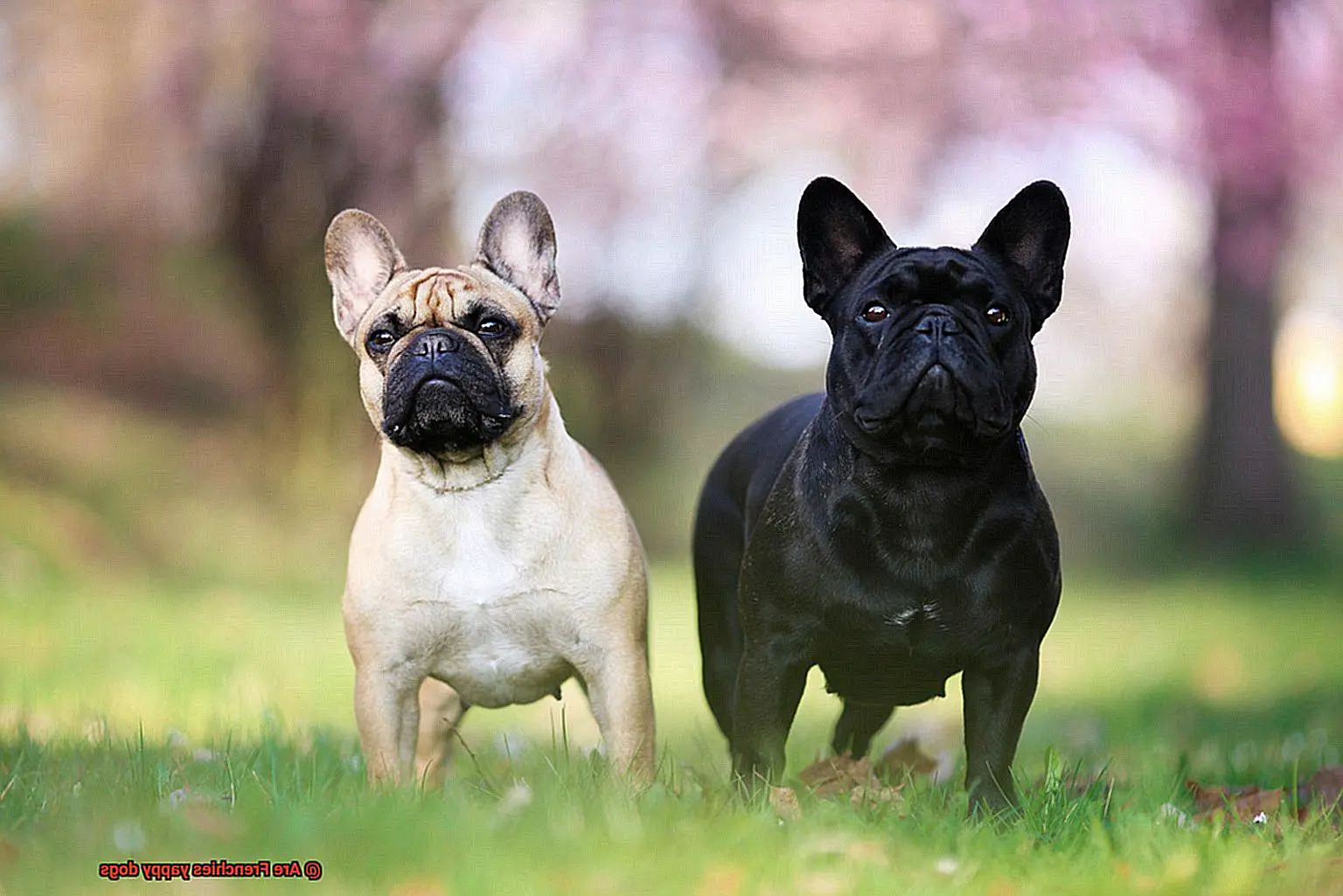 Are Frenchies yappy dogs-2