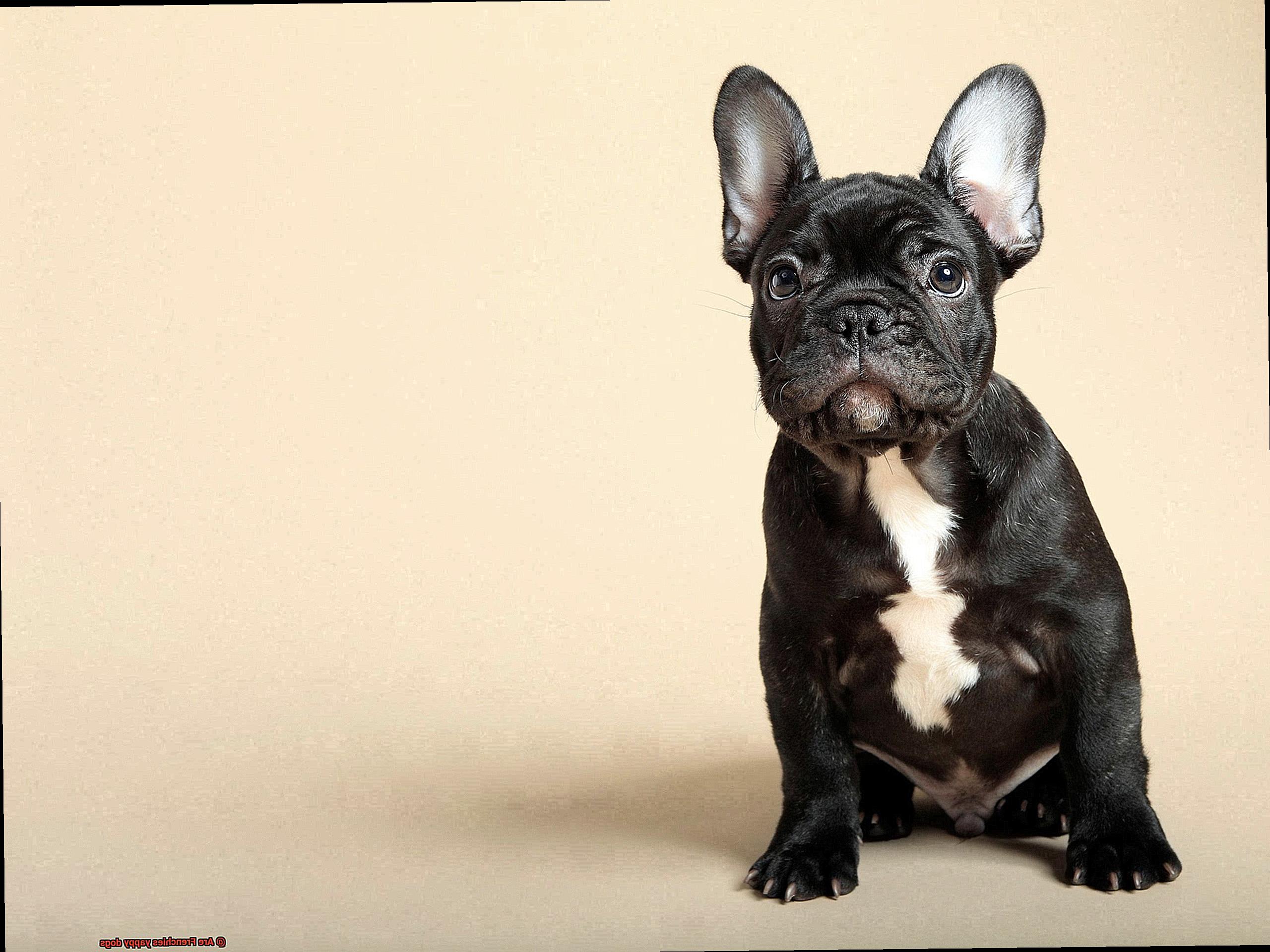 Are Frenchies yappy dogs-3