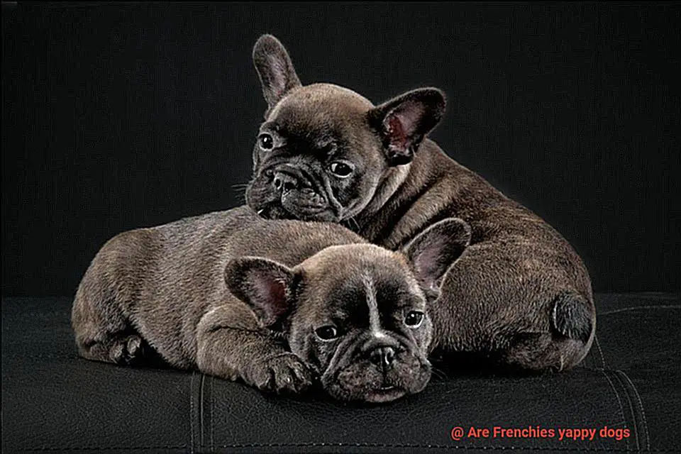 Are Frenchies yappy dogs-4