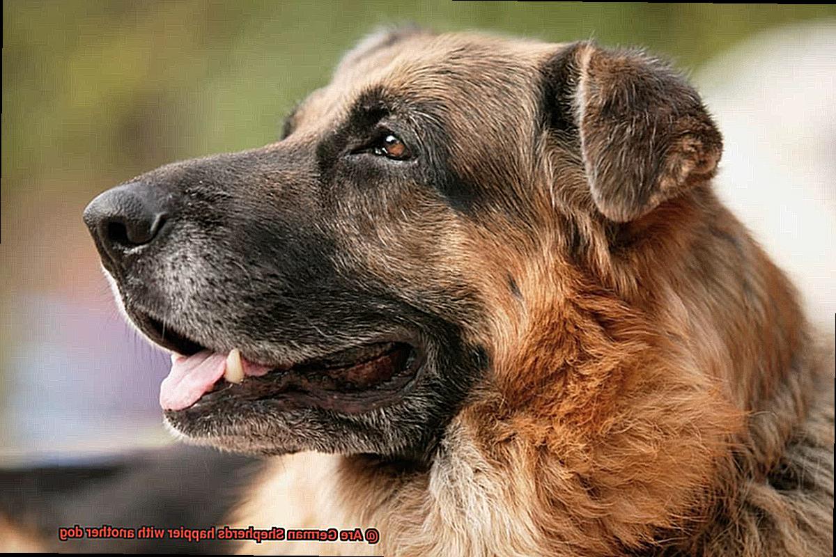 Are German Shepherds happier with another dog-2