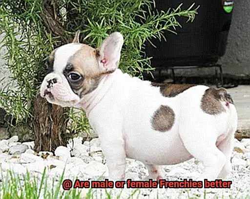 Are male or female Frenchies better-4