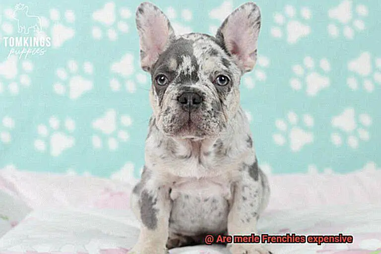 Are merle Frenchies expensive-2