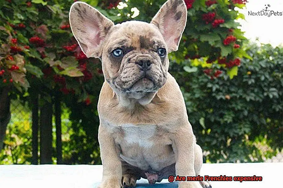 Are merle Frenchies expensive-4