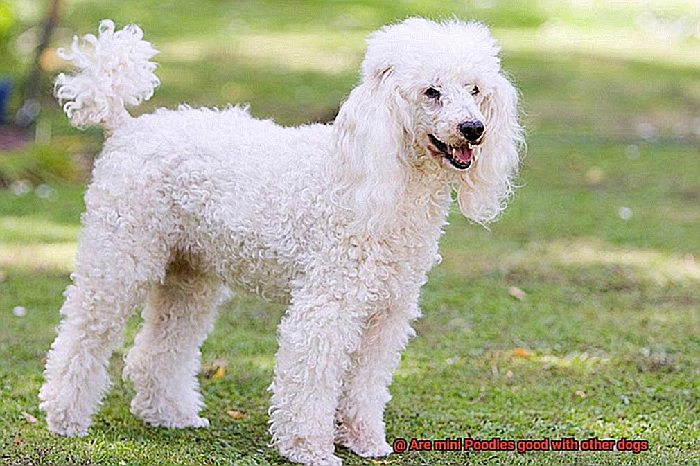 Are mini Poodles good with other dogs-2