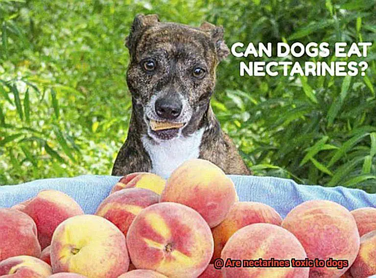 Are nectarines toxic to dogs-4