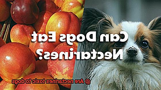 Are nectarines toxic to dogs-5
