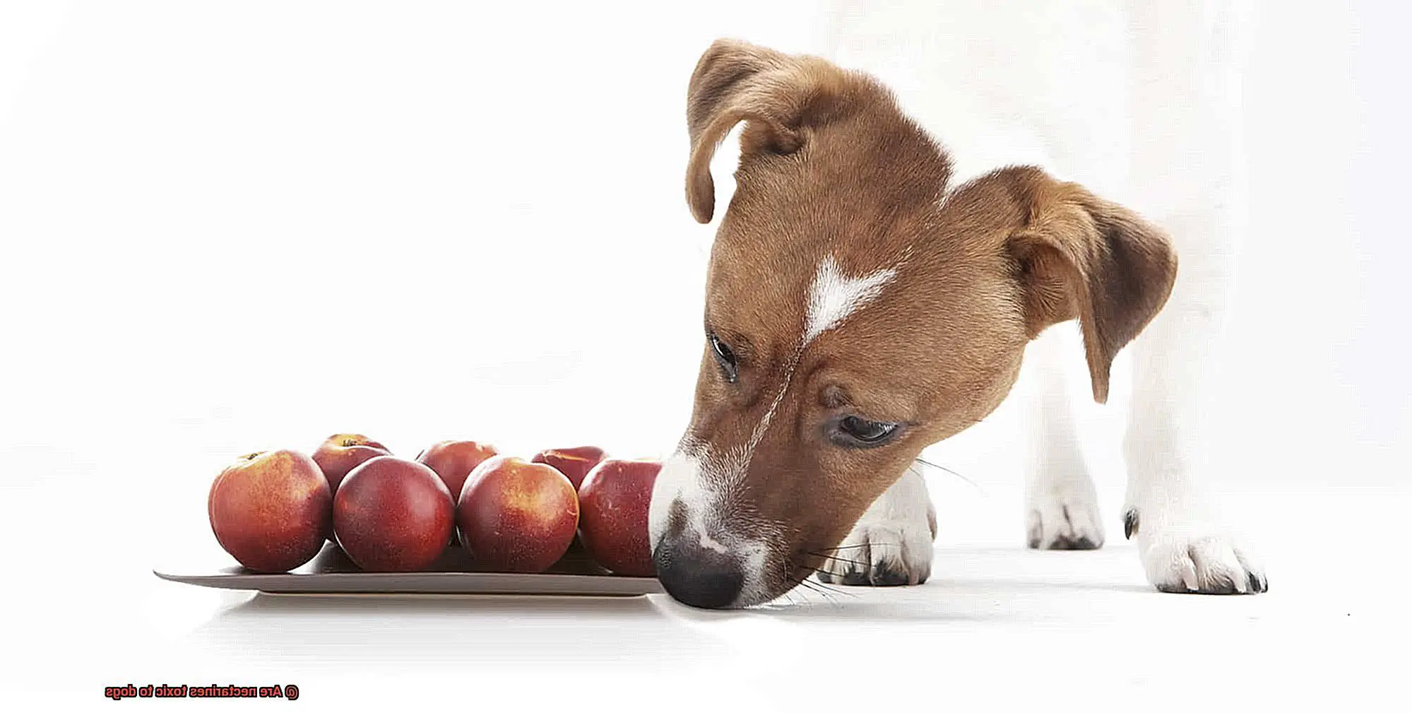 Are nectarines toxic to dogs-3