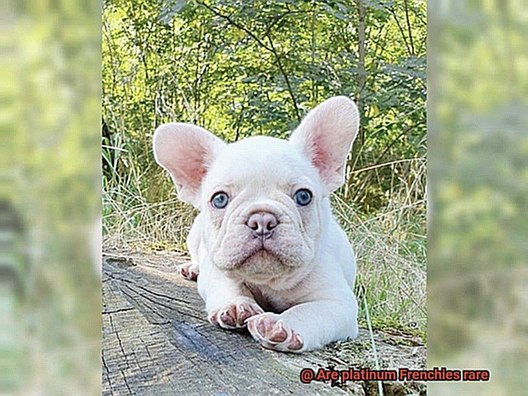 Are platinum Frenchies rare-5