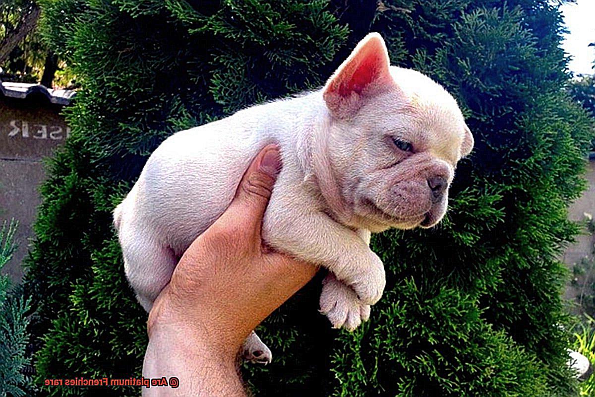 Are platinum Frenchies rare-4