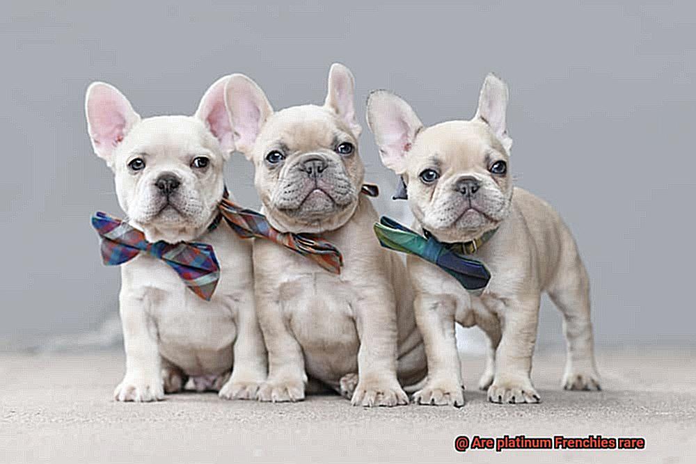 Are platinum Frenchies rare-3