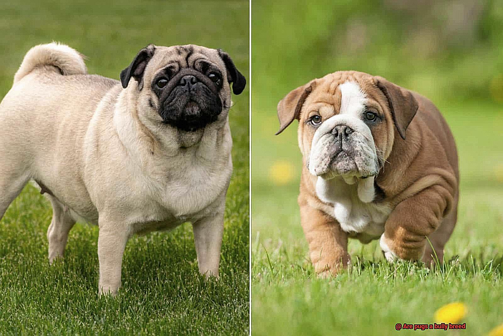 Are pugs a bully breed-2