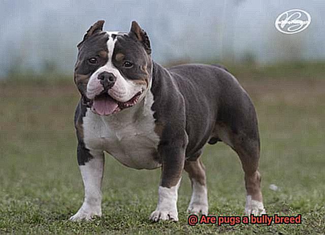 Are pugs a bully breed-3