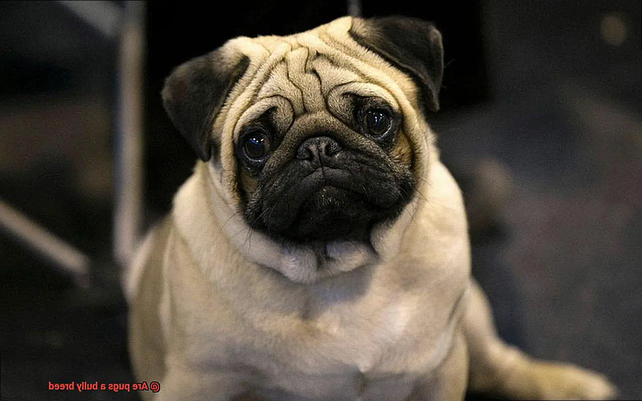 Are pugs a bully breed-6