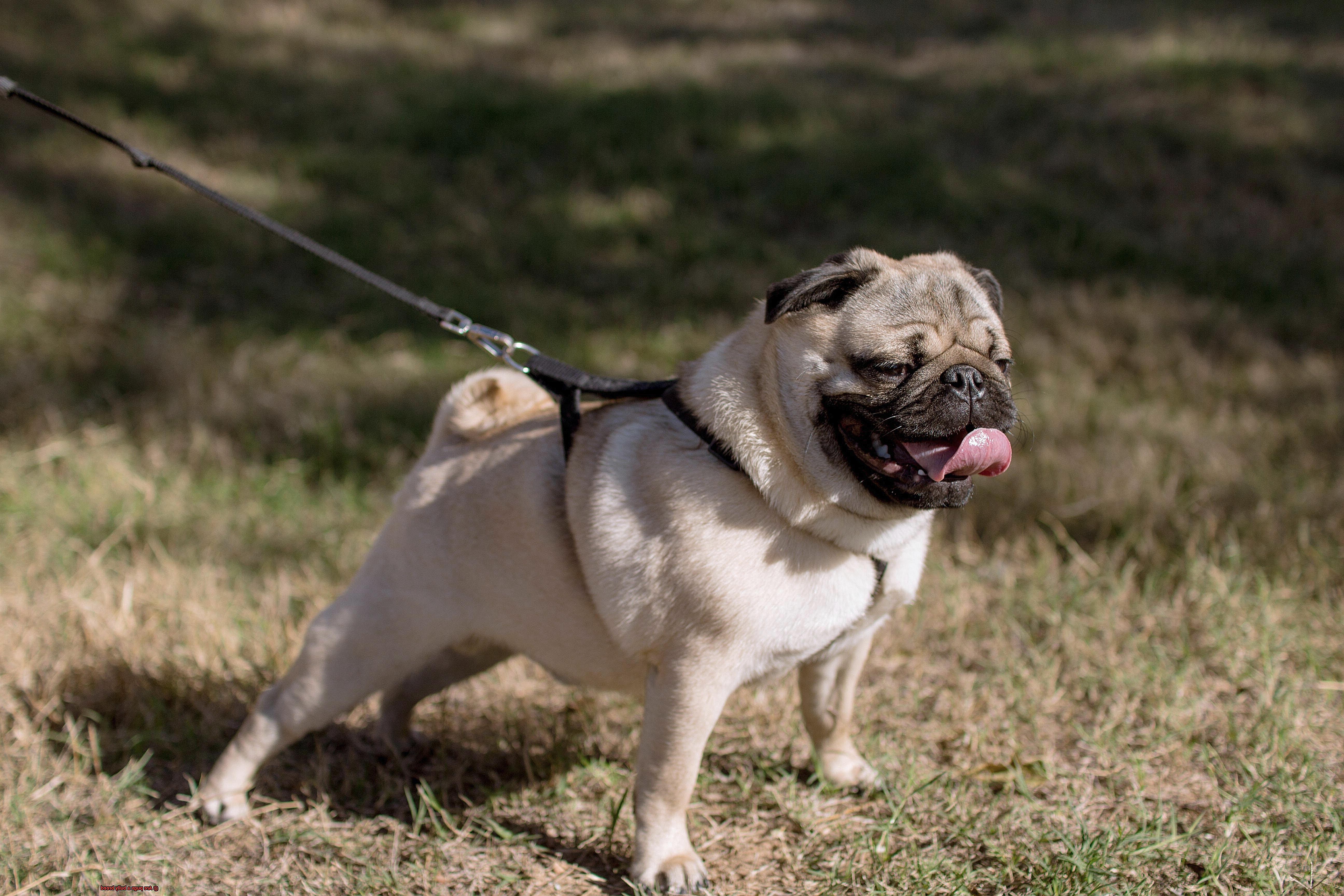Are pugs a bully breed-5