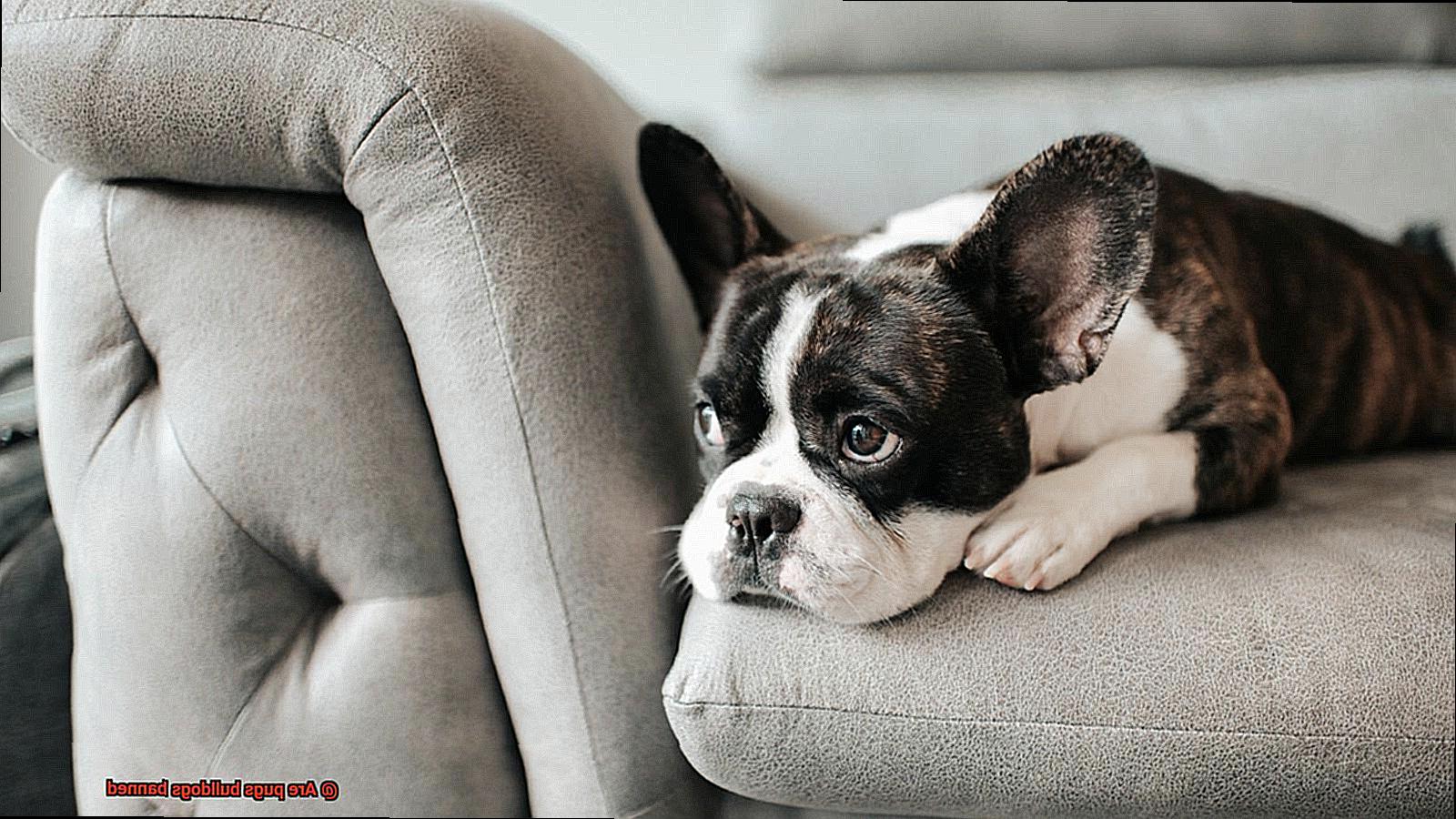 Are pugs bulldogs banned-8