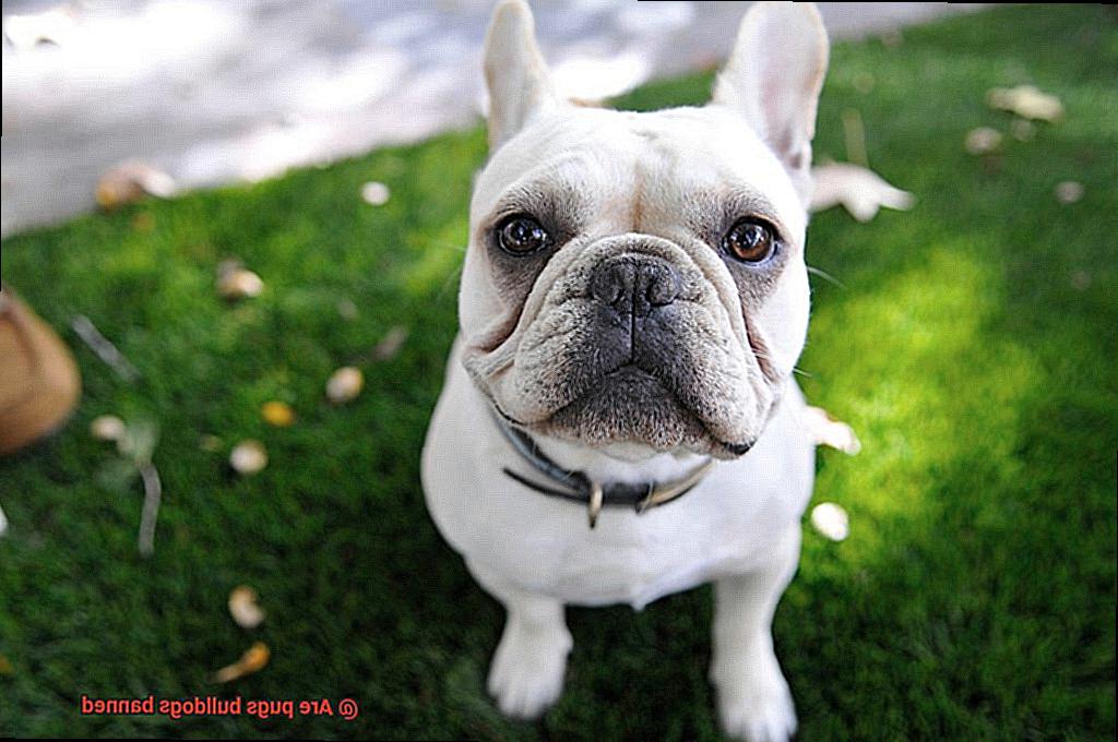 Are pugs bulldogs banned-2