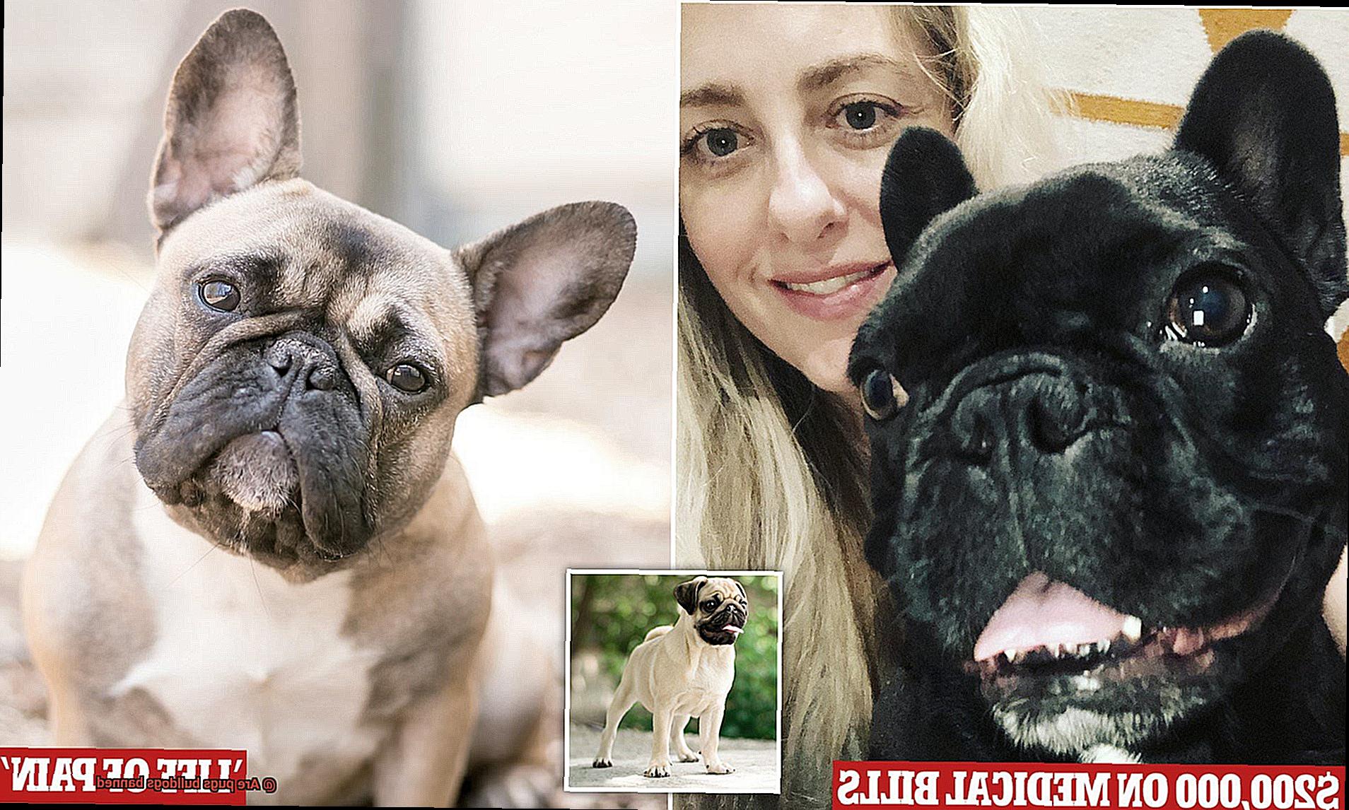 Are pugs bulldogs banned-3