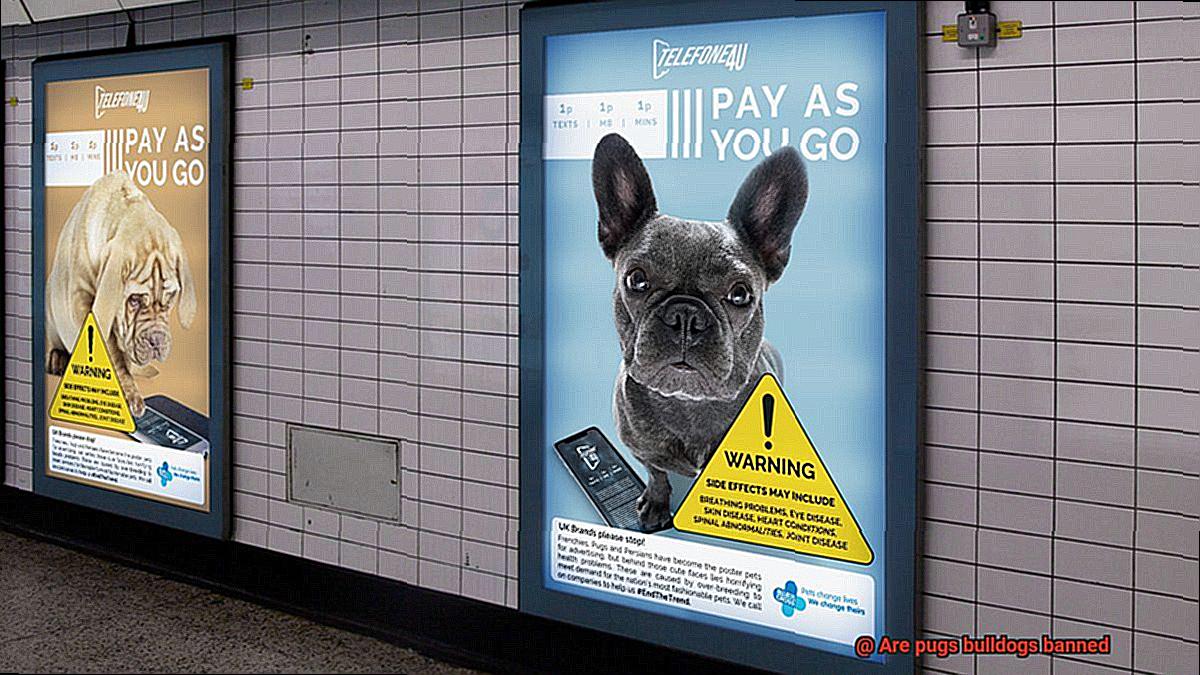 Are pugs bulldogs banned-7