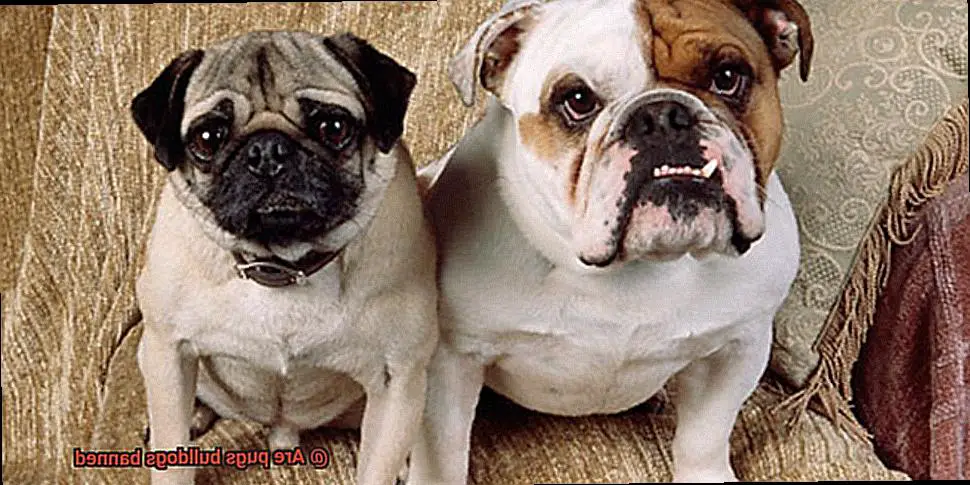 Are pugs bulldogs banned-6