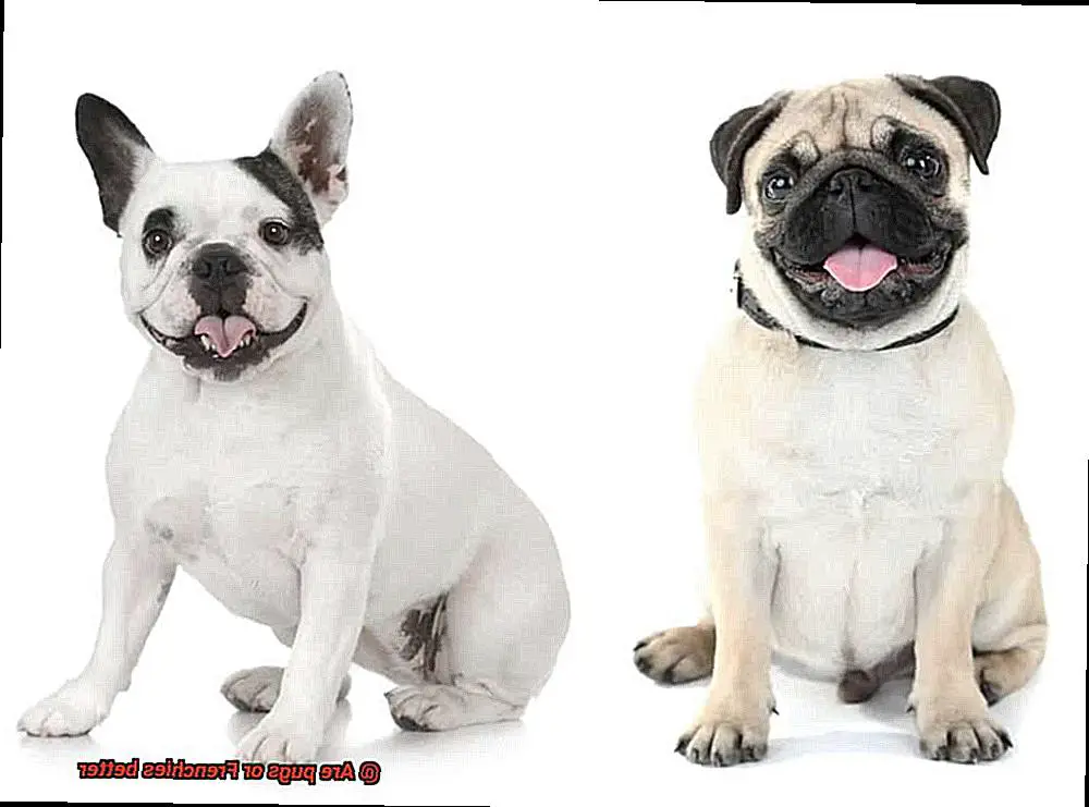 Are pugs or Frenchies better-3