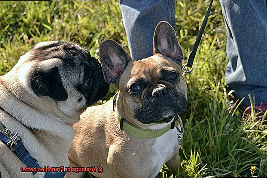 Are pugs or Frenchies better-2