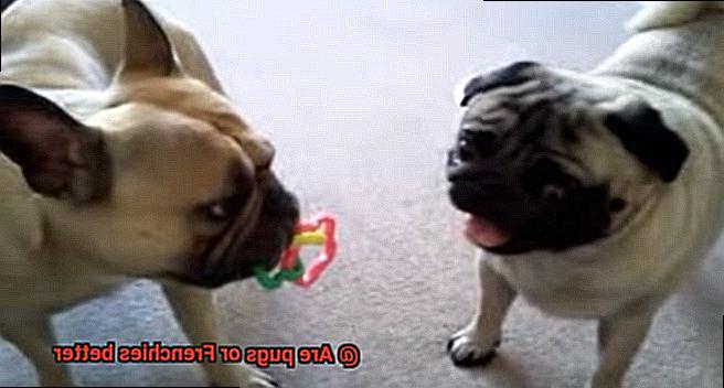 Are pugs or Frenchies better-6