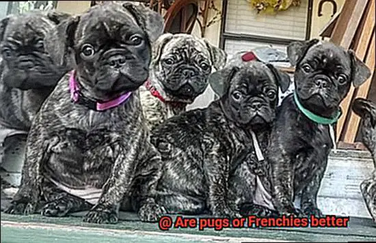 Are pugs or Frenchies better-5