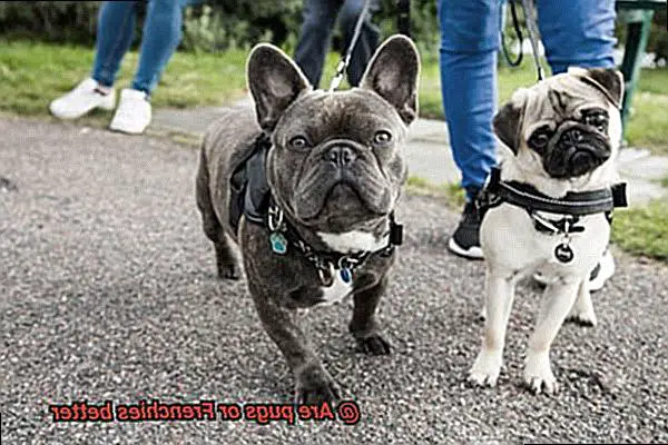 Are pugs or Frenchies better-4