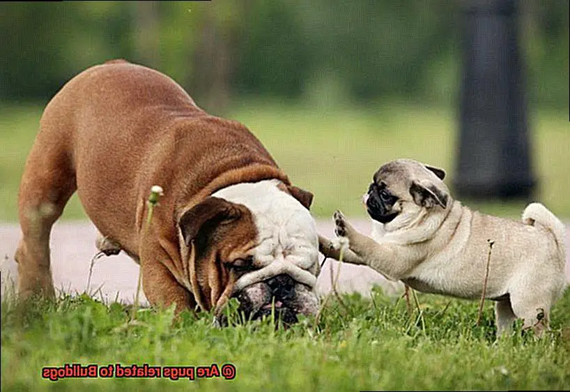 Are pugs related to Bulldogs-2