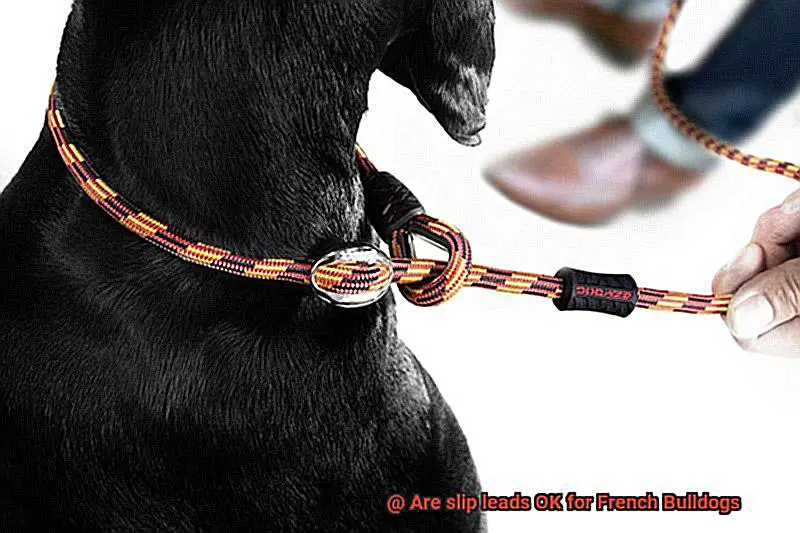 Are slip leads OK for French Bulldogs-5