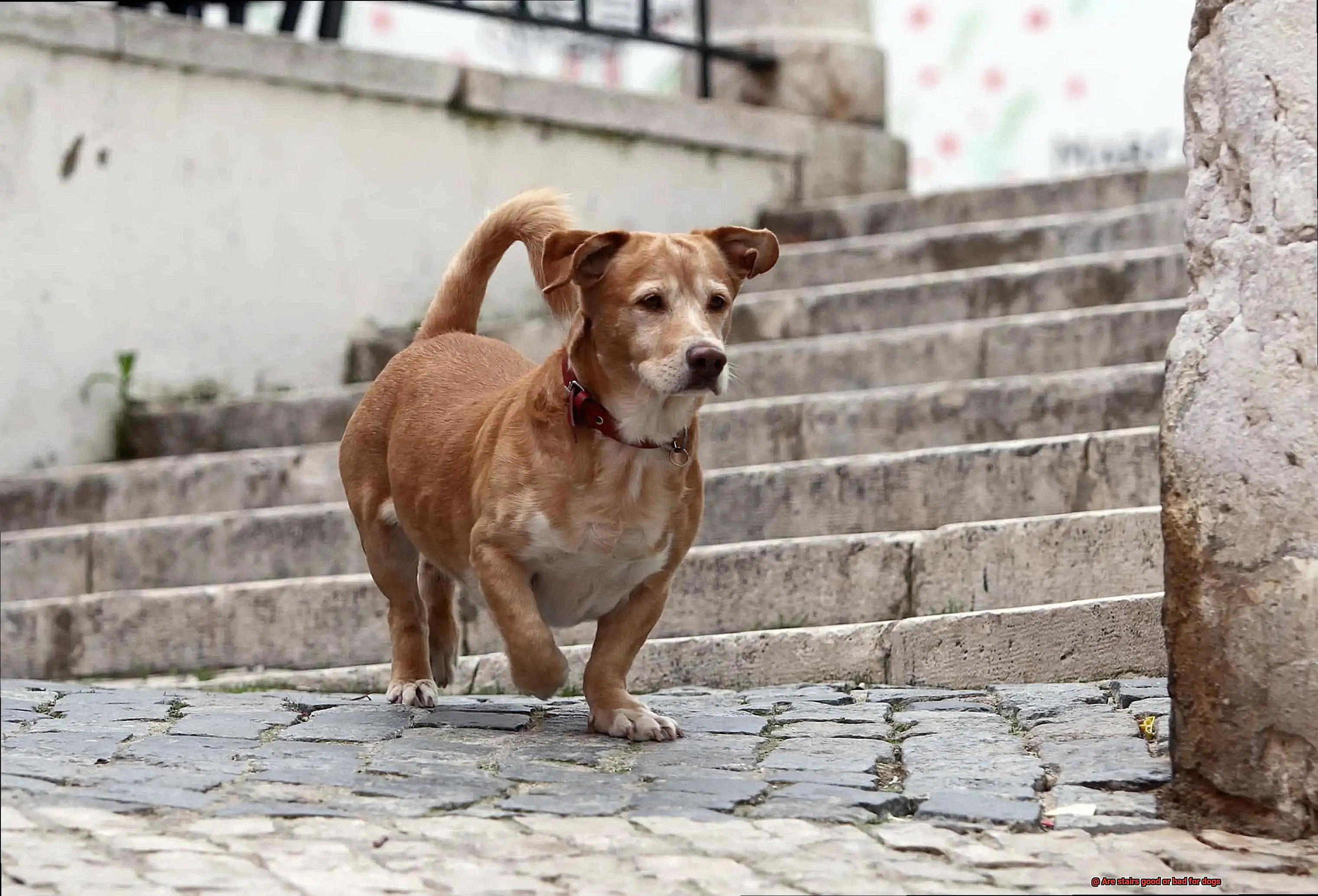 Are stairs good or bad for dogs-2