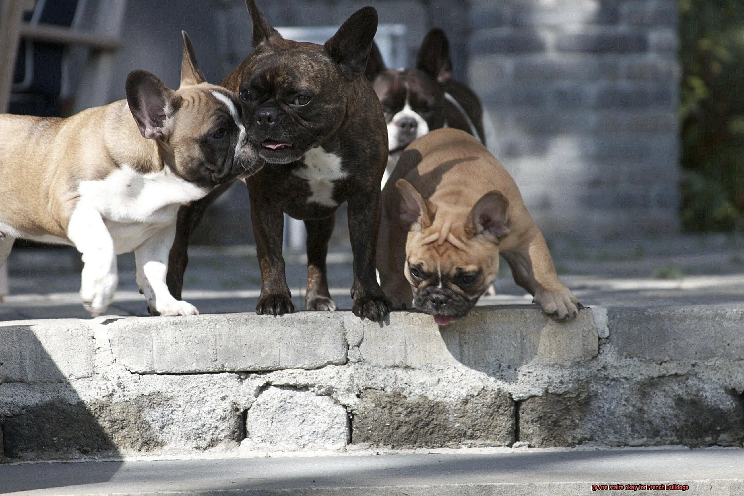 Are stairs okay for French Bulldogs-6